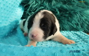 maluchy ZAHIRY i HERMOSO