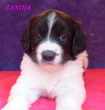 ZANDIA