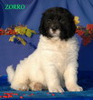 ZORRO