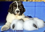 ZIRA