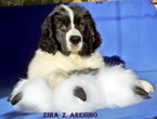 ZIRA