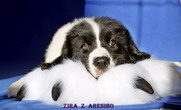 ZIRA