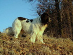 JOHNNY von der Silberdistel