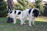 Puppys of Mabel & Nemo